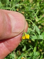 Lotus angustissimus