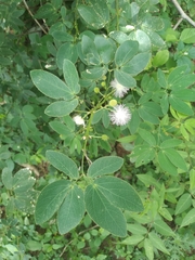 Mimosa debilis
