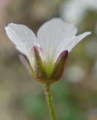 Cherleria arctica