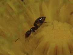 Brachymyrmex obscurior