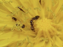 Brachymyrmex obscurior