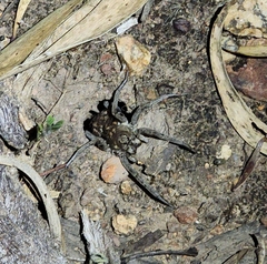 Portacosa cinerea