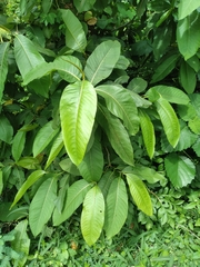 Triplaris americana
