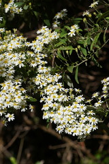 Olearia phlogopappa