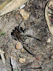 Portacosa cinerea