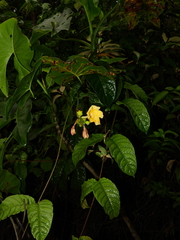 Mandevilla symphitocarpa