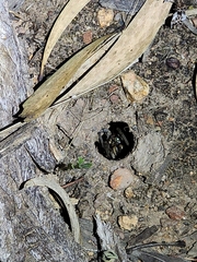 Portacosa cinerea