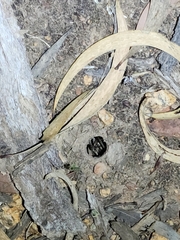 Portacosa cinerea