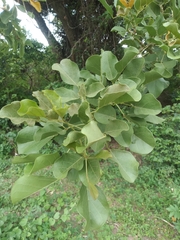 Erythrina mulungu