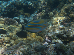 Acanthurus lineatus