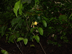 Mandevilla symphitocarpa