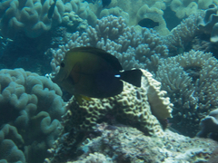 Zebrasoma scopas
