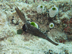 Solenostomus cyanopterus