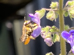 Pseudoanthidium repetitum