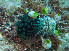 Nembrotha cristata