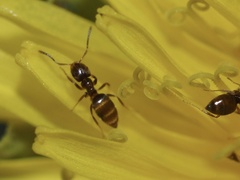 Brachymyrmex obscurior