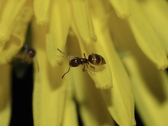 Brachymyrmex obscurior
