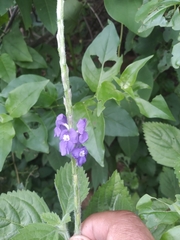 Verbenaceae