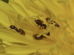 Brachymyrmex obscurior