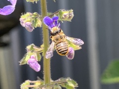 Pseudoanthidium repetitum