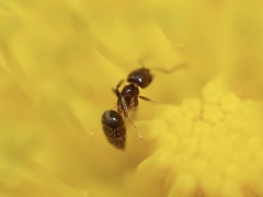 Brachymyrmex obscurior