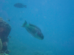 Chlorurus microrhinos