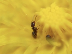 Brachymyrmex obscurior