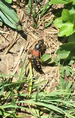 Staphylinus caesareus