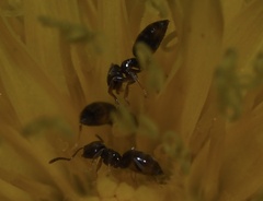 Brachymyrmex obscurior