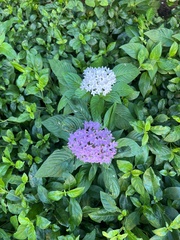 Pentas lanceolata