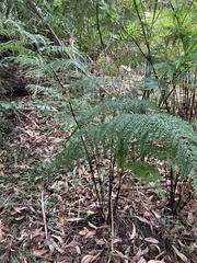 Pteris tremula