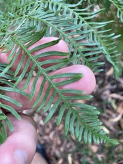 Pteris tremula