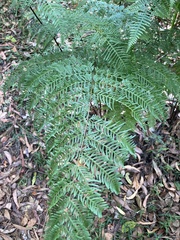 Pteris tremula