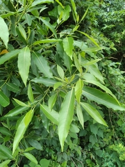 Ocotea puberula