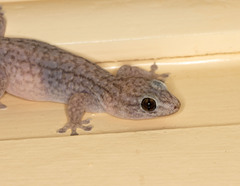 Gehyra versicolor