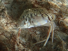 Calappa ocellata