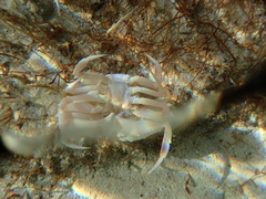 Calappa ocellata