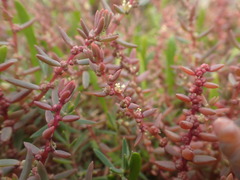 Suaeda novae-zelandiae