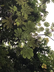 Cecropia peltata