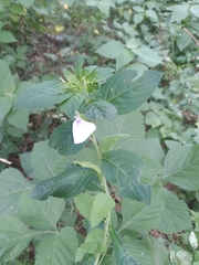 Pombalia communis