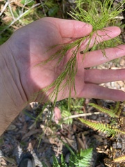 Baloskion tetraphyllum