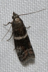 Moodna ostrinella