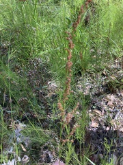 Baloskion tetraphyllum