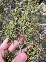 Juniperus monosperma