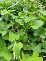 Aristolochia burelae