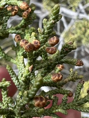 Juniperus monosperma