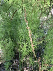 Baloskion tetraphyllum