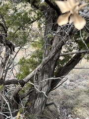 Juniperus monosperma