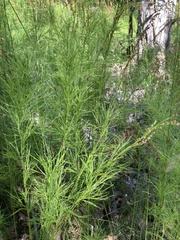 Baloskion tetraphyllum