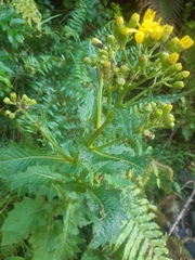 Senecio rufiglandulosus